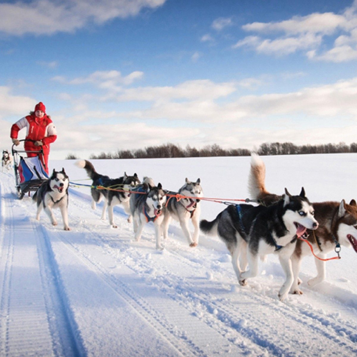 superdiversion en familia trineos de perros