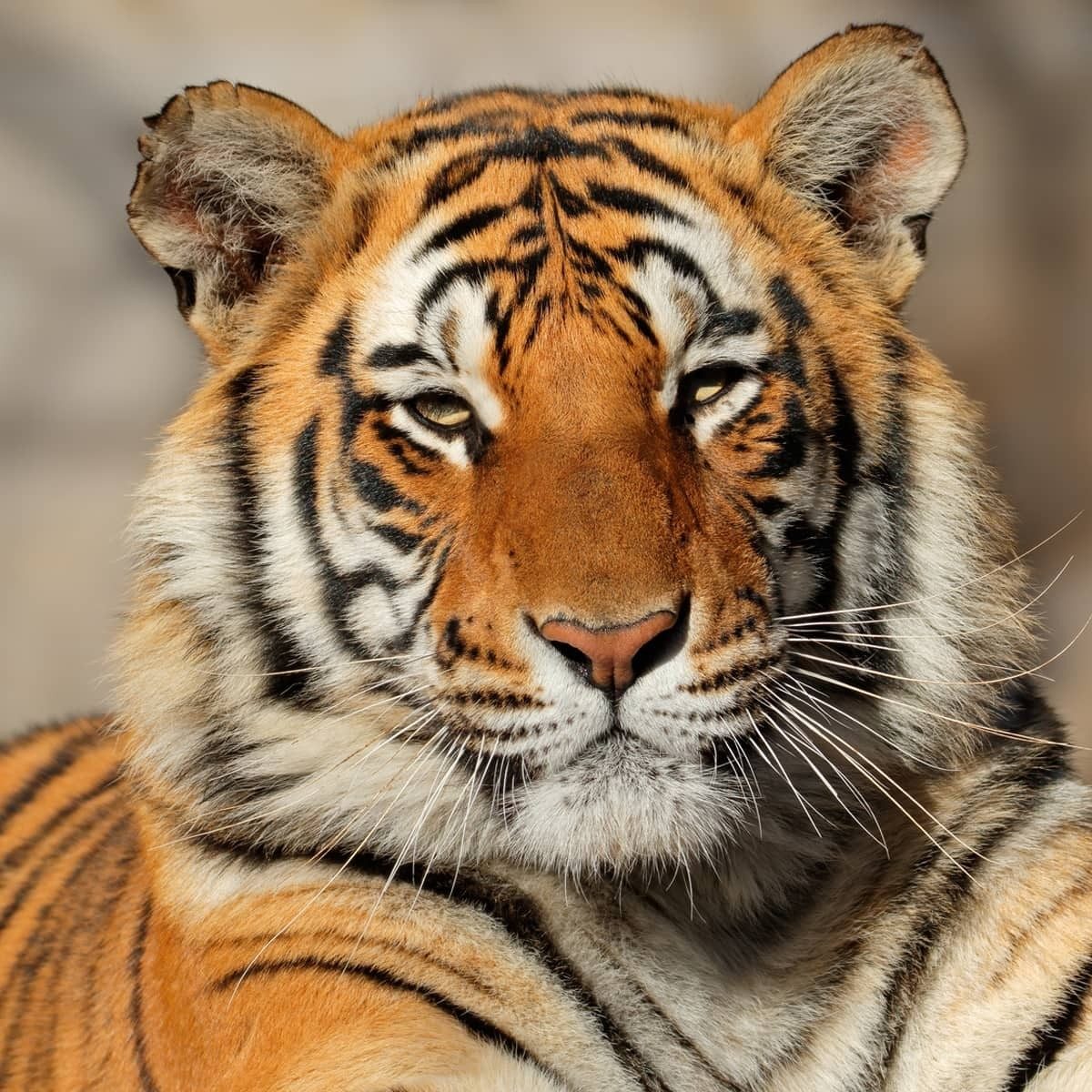 diversion en familia animales